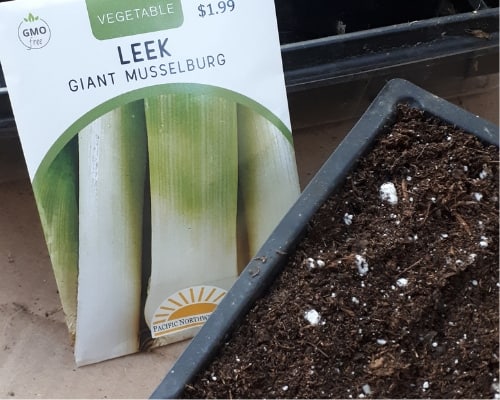 How to plant leeks from seed