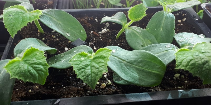 How To Grow Cucumbers From Seed