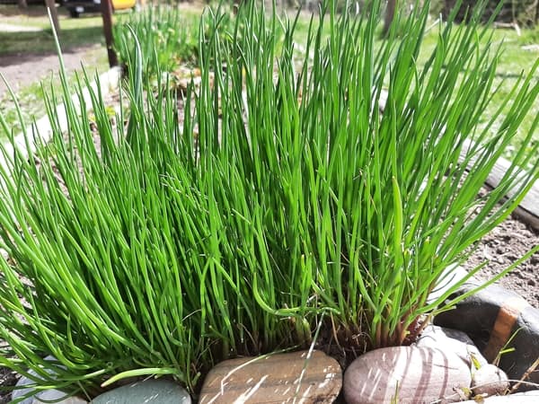 Chive plant ready to harvest