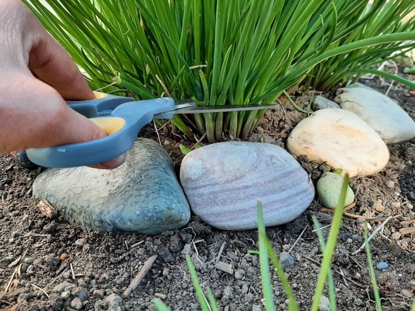  Harvesting chives from bottom of the plant