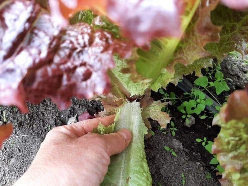 Harvesting outer leaves of loose leaf lettuce plants