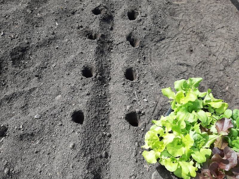 Spaced out holes ready for lettuce seedlings to be planted