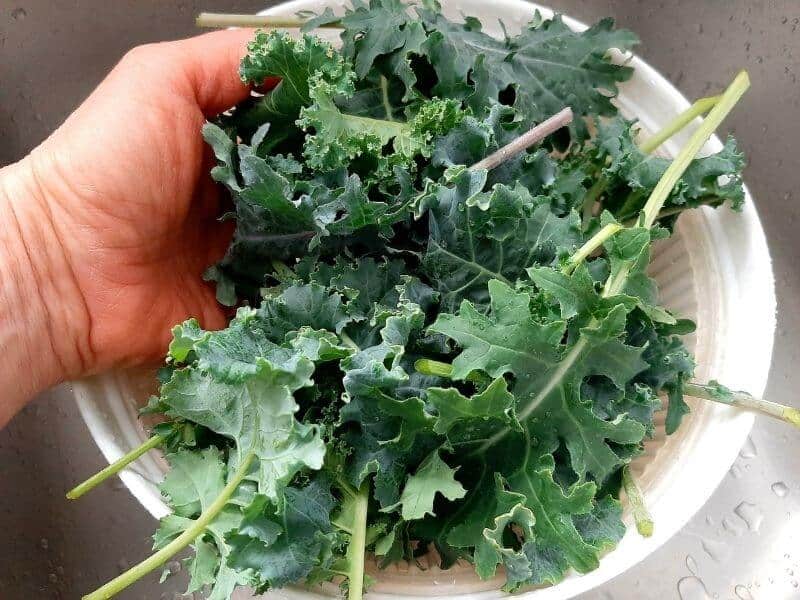 Freshly Harvested Kale Leaves Grown Indoors