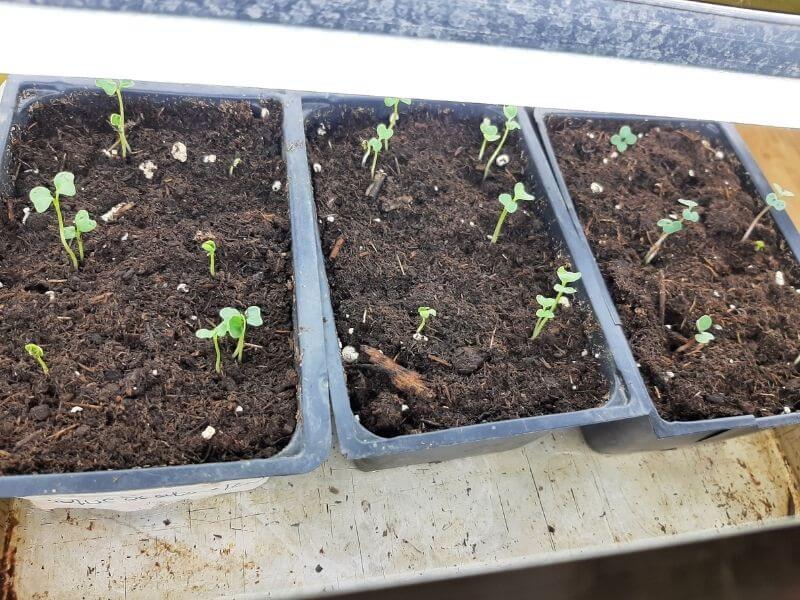 Kale Seedlings Growing Under Grow Lights