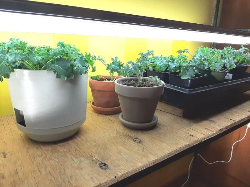 Transplanted Kale Growing Inside